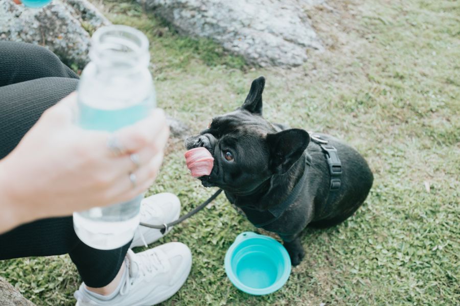 Heat Safety for Dogs How to Protect Your Pup from Heat Exhaustion