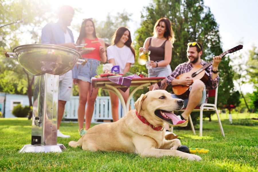 Warm Weather Holiday Pet Safety BBQ, Picnic, and Firework Tips for Concord Pet Parents