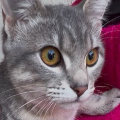 Sweet Brother & Sister Kittens Looking for Their Forever Home (2)