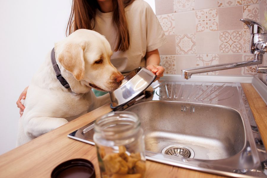 Why Clean Pet Food & Water Bowls Matter for Your Pet’s Health