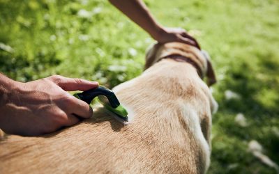 The Importance of Grooming for Your Pet’s Comfort and Health