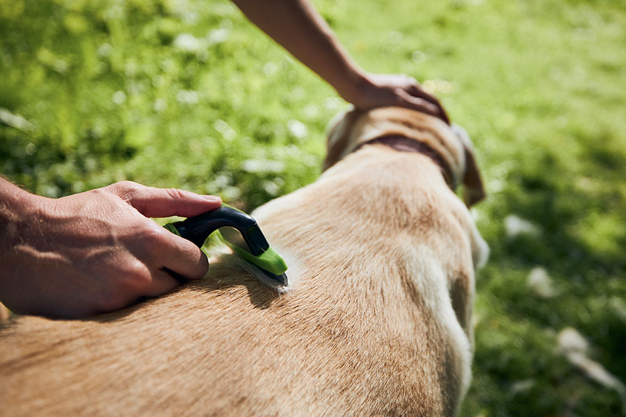 The Importance of Grooming for Your Pet’s Comfort and Health