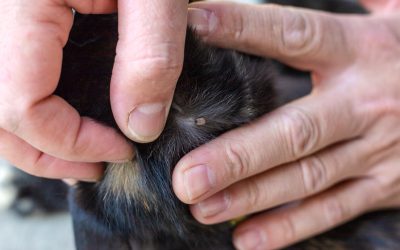 Spring in the East Bay: Why Flea & Tick Protection Matters More Than Ever