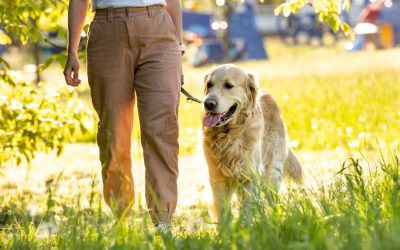 Summer Heat Safety for Dogs: How to Protect Your Pup from Heat Exhaustion