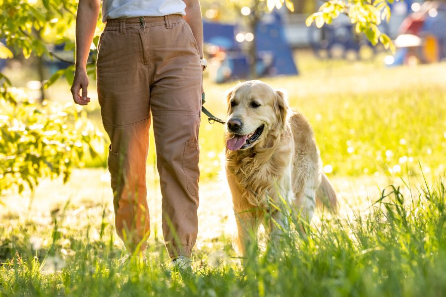 Summer Heat Safety for Dogs: How to Protect Your Pup from Heat Exhaustion